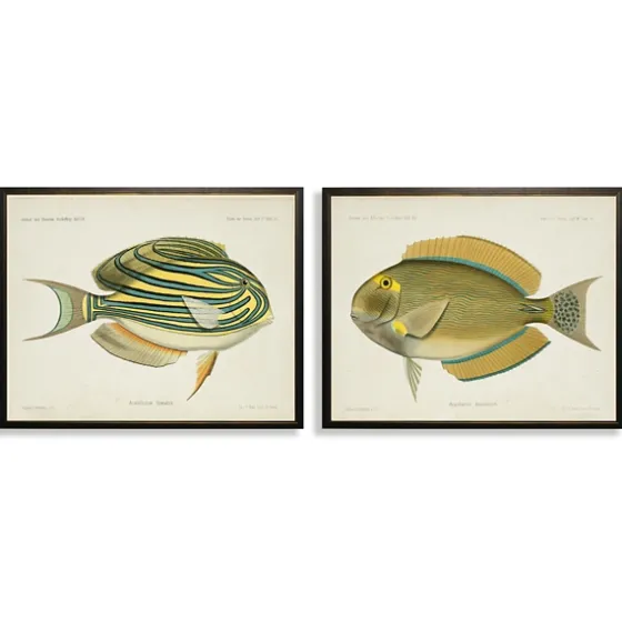 Acanthurus Fish Framed Art Prints, Set Of 2-Kirkland's Home Online