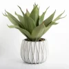 Agave Succulent In White Pot-Kirkland's Home Clearance
