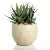 Aloe Succulent Arrangement In Natural Pot-Kirkland's Home Sale