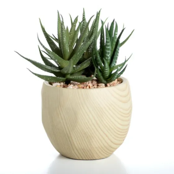 Aloe Succulent Arrangement In Natural Pot-Kirkland's Home Sale
