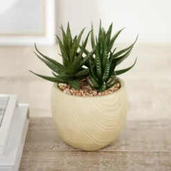Aloe Succulent Arrangement In Natural Pot-Kirkland's Home Sale