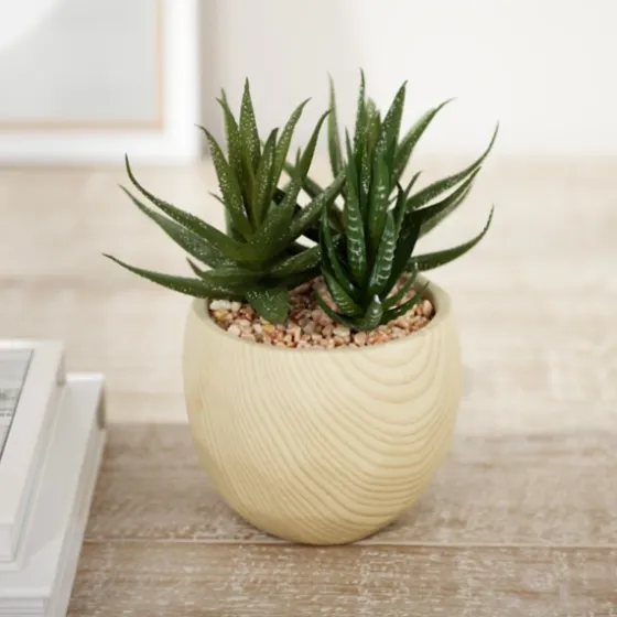 Aloe Succulent Arrangement In Natural Pot-Kirkland's Home Sale