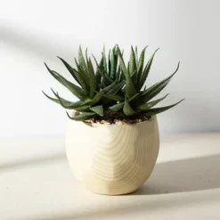 Aloe Succulent Arrangement In Natural Pot-Kirkland's Home Sale