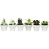 Assorted Potted Succulent Arrangements, Set Of 6-Kirkland's Home Best Sale