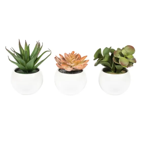 Assorted Succulents In White Planters, Set Of 3-Kirkland's Home Cheap