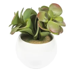 Assorted Succulents In White Planters, Set Of 3-Kirkland's Home Cheap