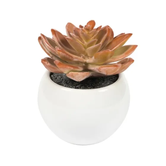 Assorted Succulents In White Planters, Set Of 3-Kirkland's Home Cheap