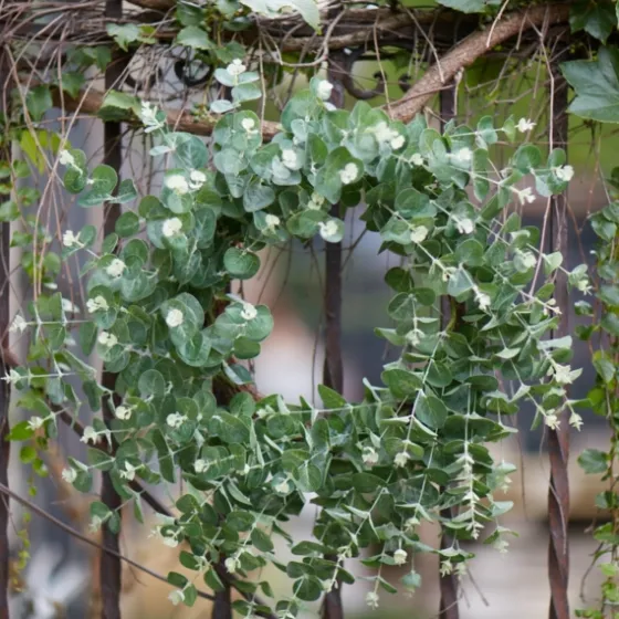 Australian Eucalpyptus Wreath-Kirkland's Home Shop