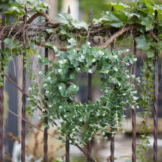 Australian Eucalpyptus Wreath-Kirkland's Home Shop