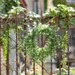 Australian Eucalpyptus Wreath-Kirkland's Home Shop