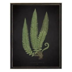 Black Fern I Framed Art Print-Kirkland's Home Shop