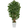 Black Olive Tree In White Planter, 5.5 Ft.-Kirkland's Home Outlet