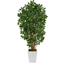 Black Olive Tree In White Planter, 5.5 Ft.-Kirkland's Home Outlet