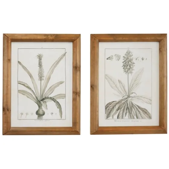 Black White Vintage Botanical Framed Art, Set Of 2-Kirkland's Home Fashion