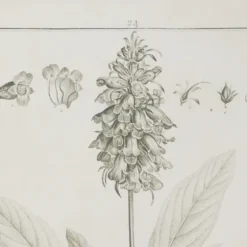Black White Vintage Botanical Framed Art, Set Of 2-Kirkland's Home Fashion