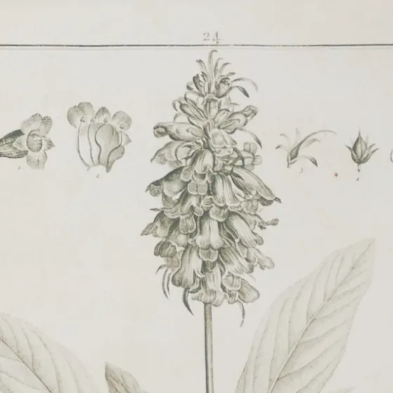 Black White Vintage Botanical Framed Art, Set Of 2-Kirkland's Home Fashion