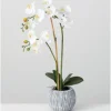 Blooming White Orchid Potted Floral Arrangement-Kirkland's Home Hot