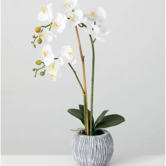 Blooming White Orchid Potted Floral Arrangement-Kirkland's Home Hot