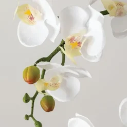 Blooming White Orchid Potted Floral Arrangement-Kirkland's Home Hot