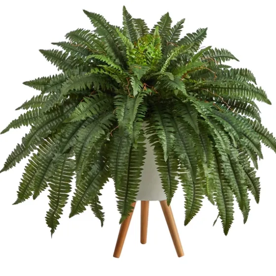 Boston Fern Arrangement In White Planter-Kirkland's Home Sale