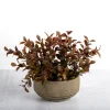 Boxwood Arrangement In Ceramic Pot-Kirkland's Home Shop