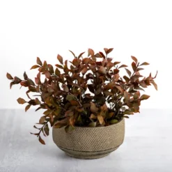 Boxwood Arrangement In Ceramic Pot-Kirkland's Home Shop