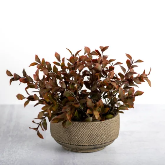 Boxwood Arrangement In Ceramic Pot-Kirkland's Home Shop