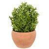 Boxwood Bush In Terracotta Pot-Kirkland's Home Shop