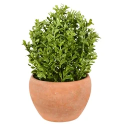 Boxwood Bush In Terracotta Pot-Kirkland's Home Shop