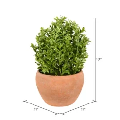 Boxwood Bush In Terracotta Pot-Kirkland's Home Shop