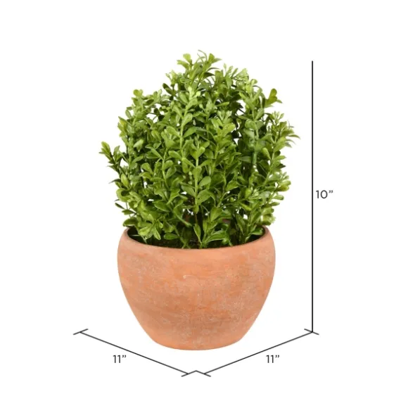 Boxwood Bush In Terracotta Pot-Kirkland's Home Shop