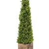 Boxwood Obelisk In Wood Planter, 36 In.-Kirkland's Home New