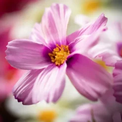 Bright Cosmos Stems, Set Of 3-Kirkland's Home Clearance