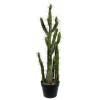 Cereus Cactus In Black Pot, 34 In.-Kirkland's Home Best