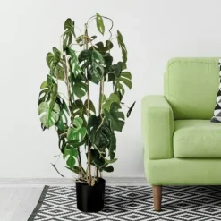 Climbing Split Leaf Philodendron Plant-Kirkland's Home Cheap
