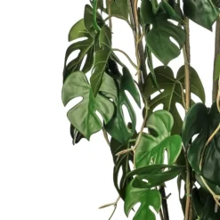 Climbing Split Leaf Philodendron Plant-Kirkland's Home Cheap