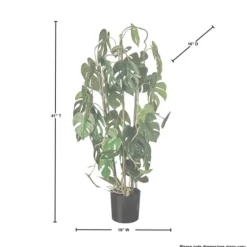 Climbing Split Leaf Philodendron Plant-Kirkland's Home Cheap