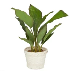 Coastal Foliage In Woven Bamboo Planter-Kirkland's Home Fashion