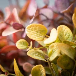 Color Eucalyptus Bouquets, Set Of 3-Kirkland's Home Cheap
