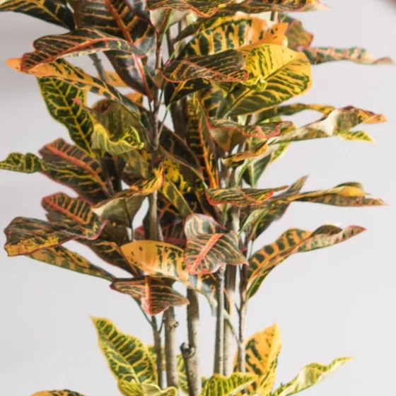 Colorful Croton Tree In Black Planter, 5 Ft.-Kirkland's Home Flash Sale