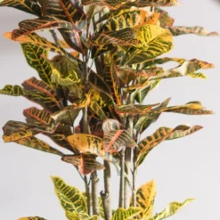 Colorful Croton Tree In Black Planter, 6 Ft.-Kirkland's Home Fashion