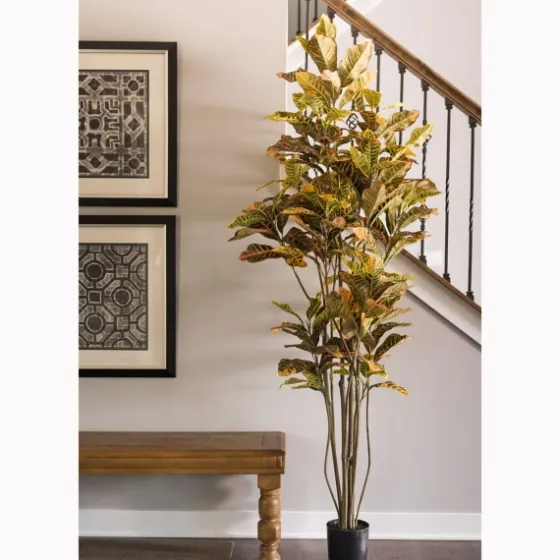 Colorful Croton Tree In Black Planter, 7 Ft.-Kirkland's Home Outlet