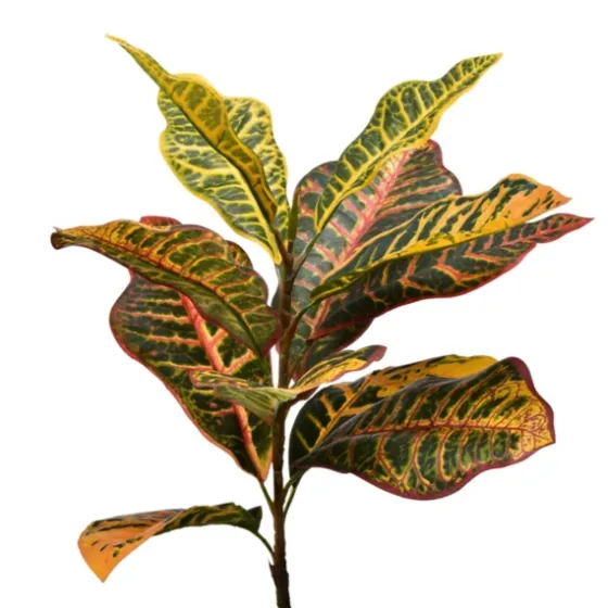 Colorful Croton Tree In Black Planter, 7 Ft.-Kirkland's Home Outlet