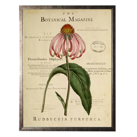 Coneflower Botanical Magazine Framed Art Print-Kirkland's Home Sale
