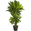 Corn Stalk Dracaena Plant In Black Planter-Kirkland's Home Best Sale