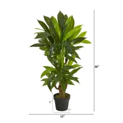 Corn Stalk Dracaena Plant In Black Planter-Kirkland's Home Best Sale