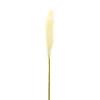 Cream Pampas Stems, Set Of 4-Kirkland's Home Online