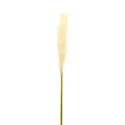 Cream Pampas Stems, Set Of 4-Kirkland's Home Online
