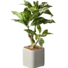 Croton Arrangement In Ceramic Planter-Kirkland's Home New
