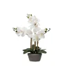 Desktop Orchid Arrangement In Gray Planter-Kirkland's Home Shop